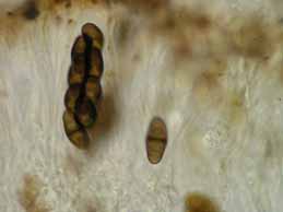 [Rinodina confragosa]