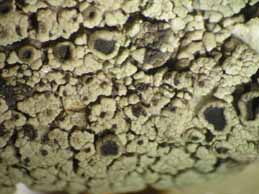 [Rinodina beccariana]