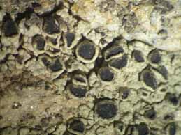 [Rinodina beccariana]