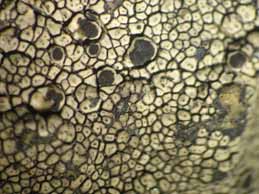 [Rinodina trachytica]