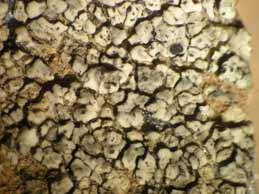 [Rinodina trachytica]