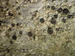 [Rinodina bischoffii]