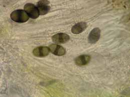 [Rinodina bischoffii]