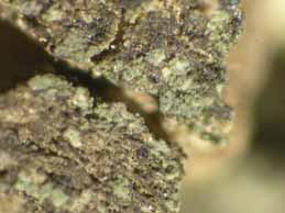 [Rinodina dalmatica]