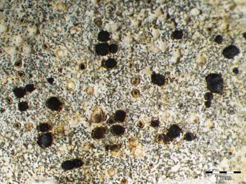 [Rinodinella dubyanoides]