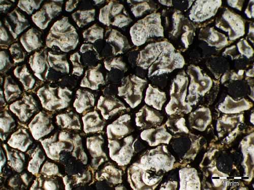 [Rinodina insularis]