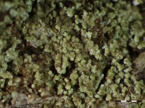 [Rinodina excrescens]