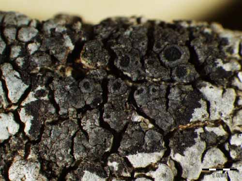 [Rinodina obnascens]