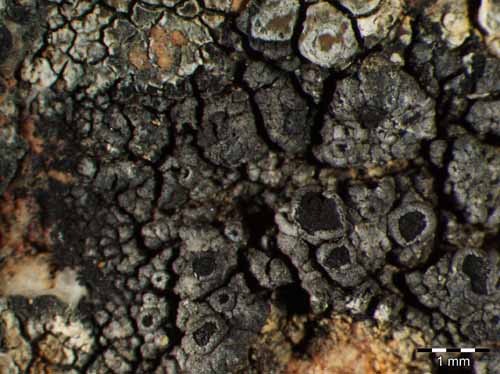 [Rinodina obnascens]