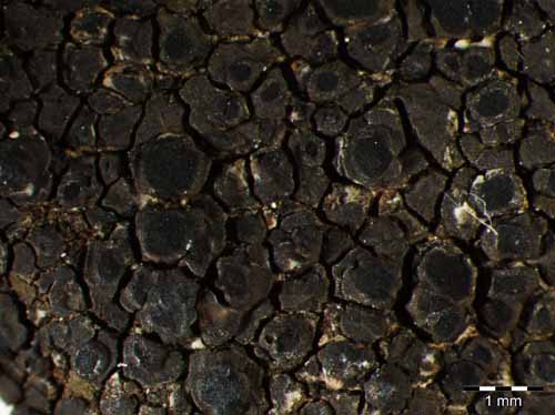 [Rinodina rinodinoides]