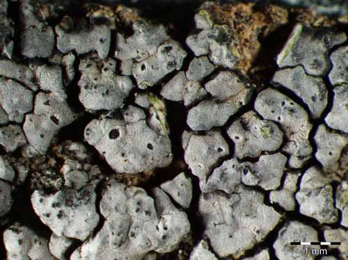 [Rinodina trachytica]