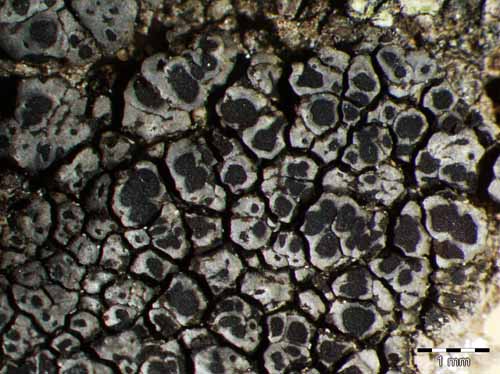 [Rinodina trachytica]