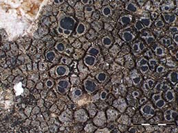 [Rinodina lecanorina]