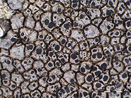 [Rinodina lecanorina]