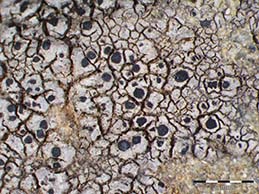 [Rinodina rinodinoides]