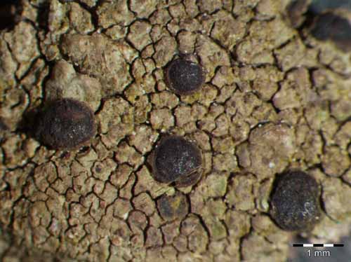 [Rinodina luridescens]