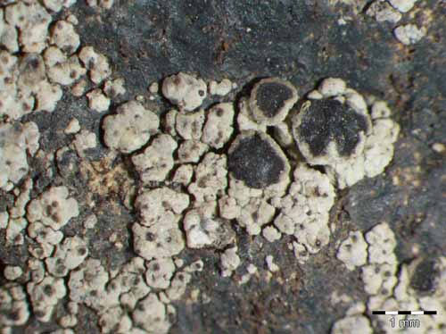 [Rinodina santorinensis]