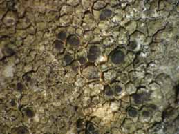 [Rinodinella controversa]