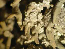 [Roccella phycopsis]