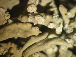 [Roccella phycopsis]