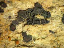 [Sarcogyne privigna]