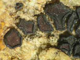 [Sarcogyne privigna]