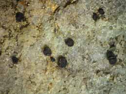 [Sarcogyne privigna]