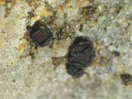 [Sarcogyne privigna]