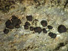 [Sarcogyne privigna]