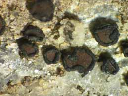 [Sarcogyne privigna]