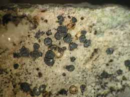 [Sarcogyne regularis]