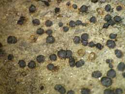 [Sarcogyne regularis]