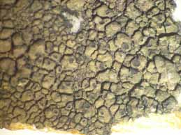 [Schaereria fuscocinerea]