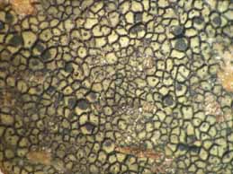 [Schaereria fuscocinerea]