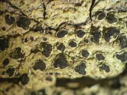 [Schismatomma pericleum]