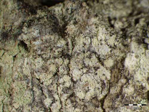 [Schismatomma decolorans]