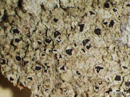 [Schismatomma pericleum]