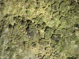 [Scoliciosporum umbrinum]