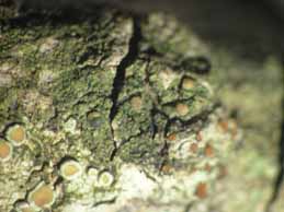 [Scoliciosporum umbrinum]