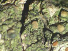 [Scoliciosporum umbrinum]