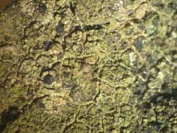 [Scoliciosporum umbrinum]