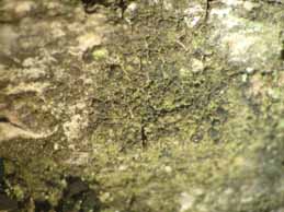 [Scoliciosporum umbrinum]