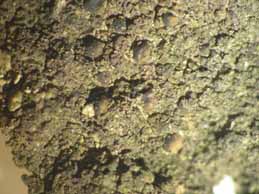 [Scoliciosporum umbrinum]