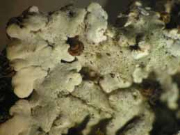 [Solenopsora grisea]