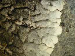 [Solenopsora grisea]