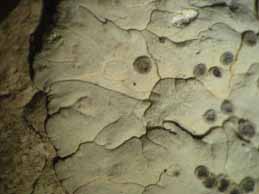 [Solenopsora candicans]