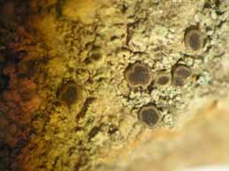 [Solenopsora vulturiensis]