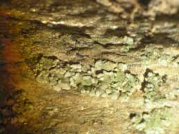 [Solenopsora vulturiensis]