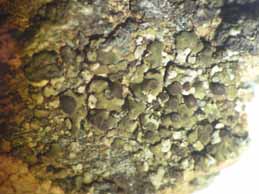 [Solenopsora vulturiensis]