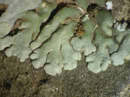 [Solenopsora grisea]